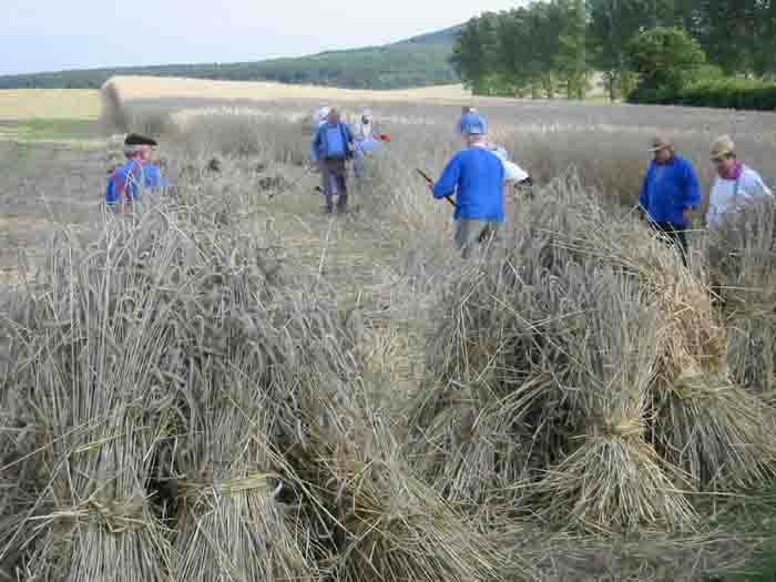 Kornernte020805lNET